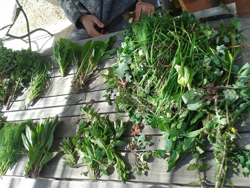 Read more about the article Završena Radionica sakupljanja samoniklog jestivog bilja