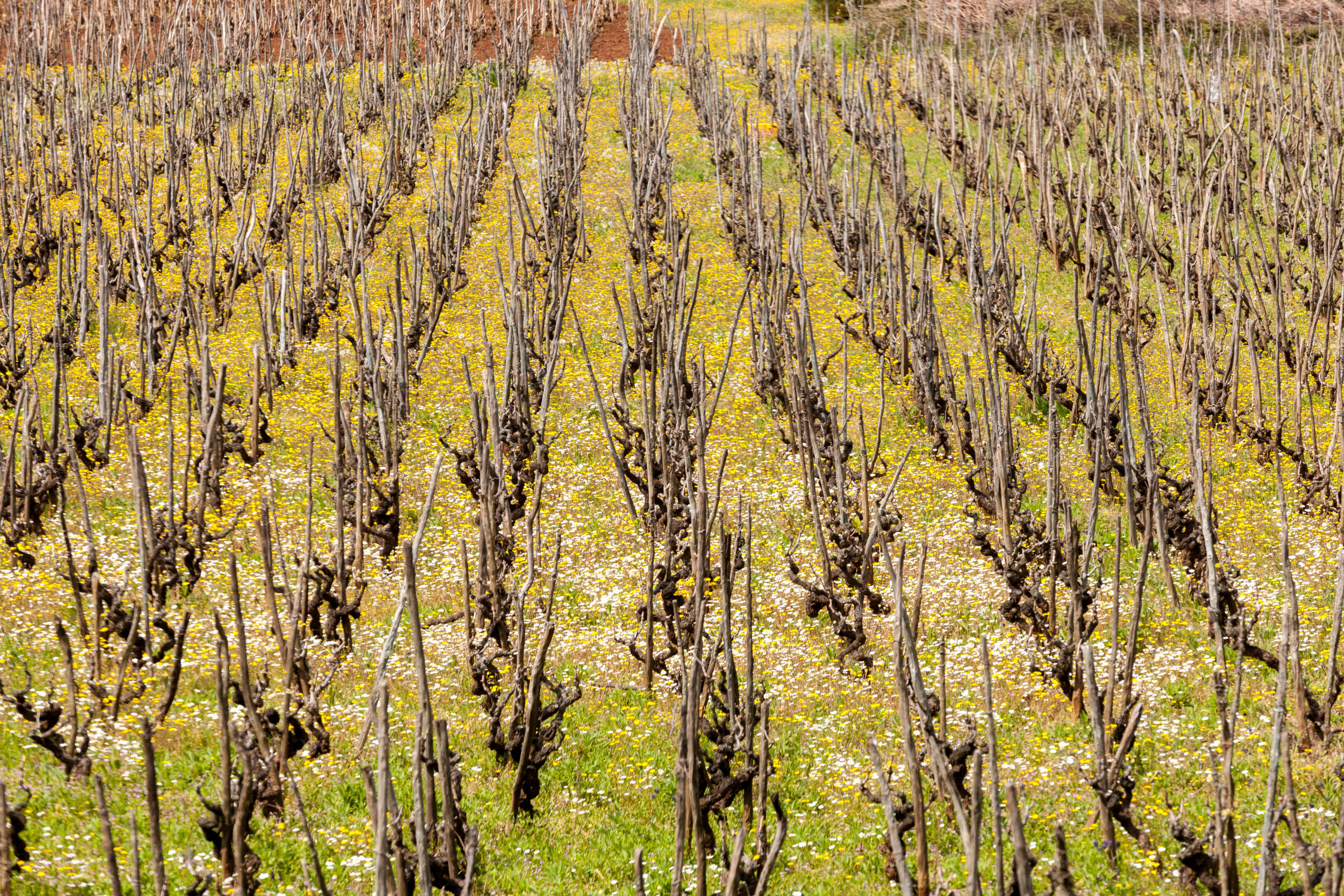 Pročitajte više o članku Javni poziv za dodjelu poticaja poljoprivrednim domaćinstvima