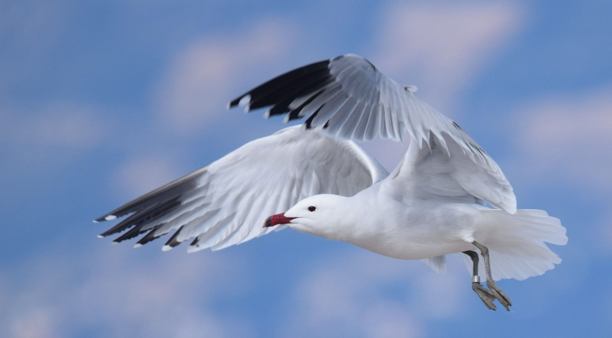 Read more about the article Presentation “Birds of the Mljet National Park” on June 17 at the “Stara skula” Gallery