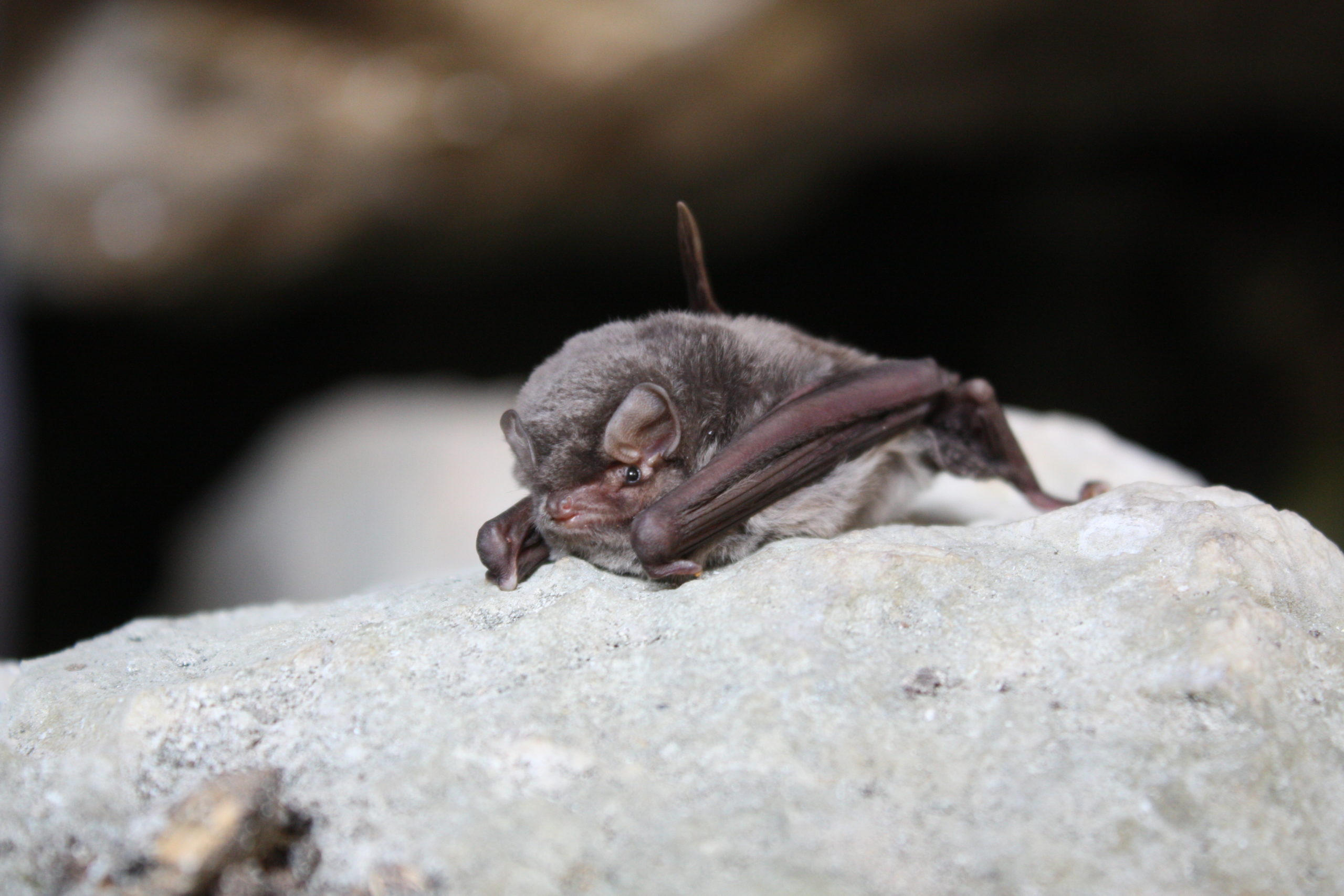 Pročitajte više o članku Predavanje “Šišmiši otoka Mljeta” 7.9. u Galeriji “Stara skula”