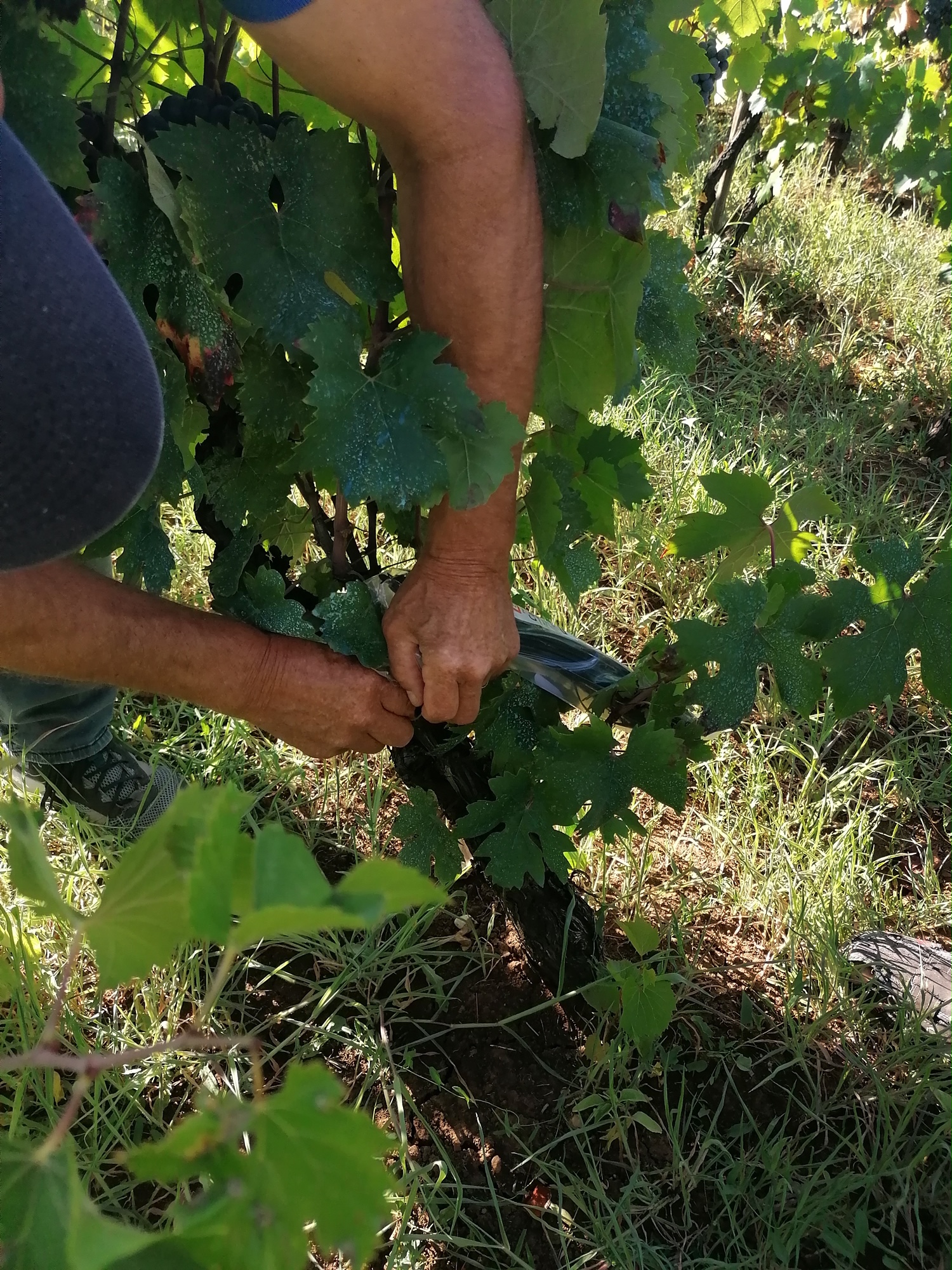 Pročitajte više o članku NP Mljet utrostručio subvenciju uzgoja autohtonih mljetskih sorti vinove loze