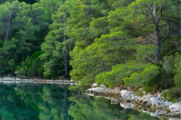 Pročitajte više o članku Svjetski dan šuma