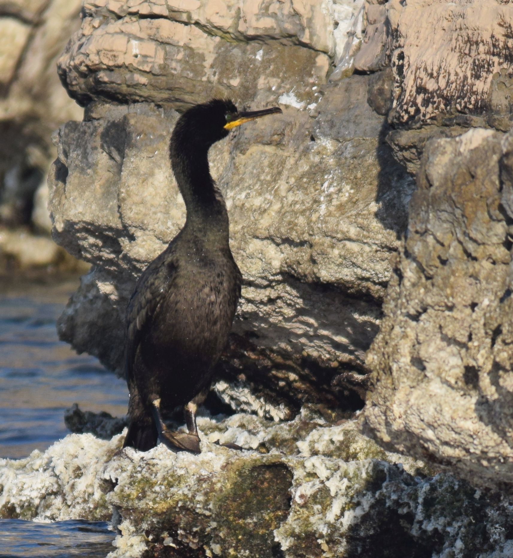 Pročitajte više o članku Obavljen monitoring ptica značajnih za NP Mljet