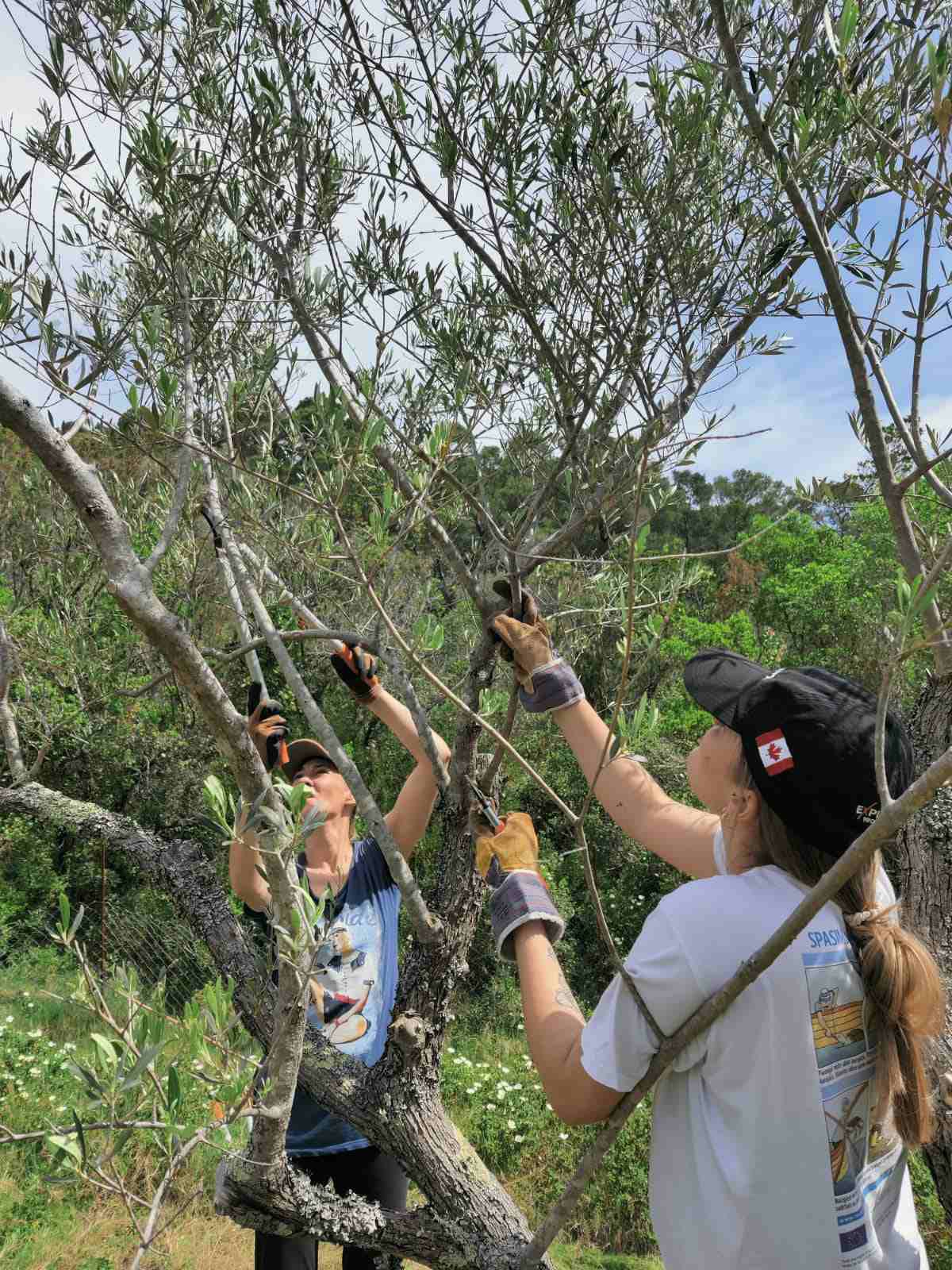 Pročitajte više o članku Održan prvi volonterski program Njegovatelj tradicijskog bilja