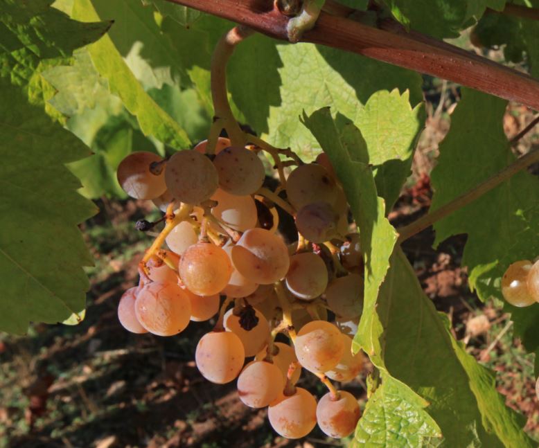 Pročitajte više o članku Poziv na dodjelu diploma i prigodno druženje mljetskih vinogradara i vinara