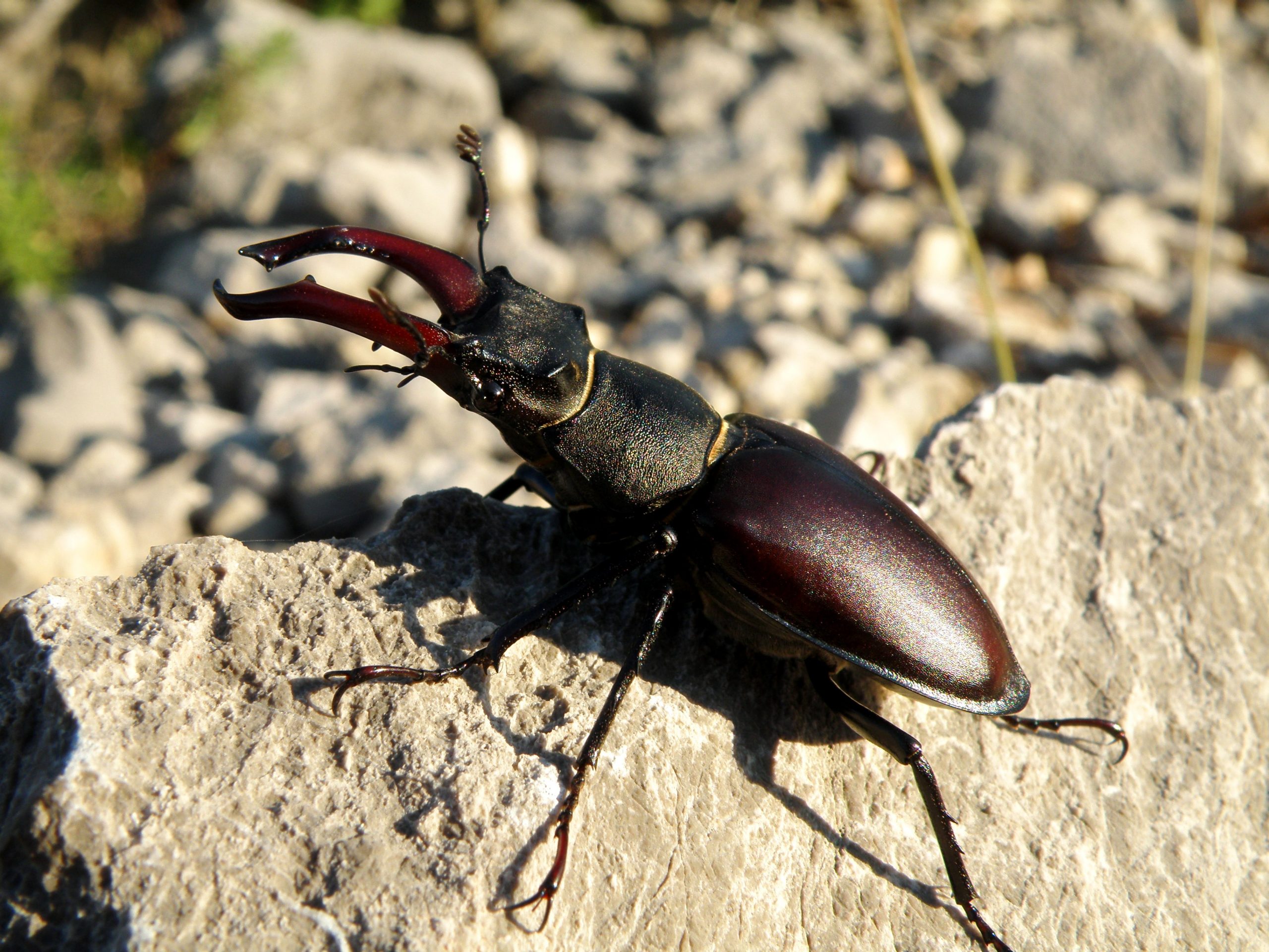 Pročitajte više o članku Predavanje “Skriveni svijet saproksilnih kornjaša Nacionalnog parka Mljet”