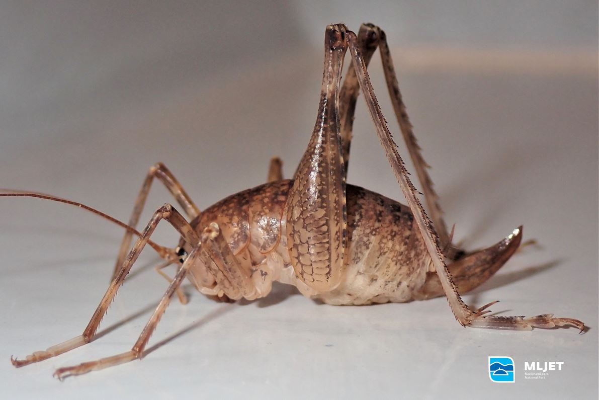 Pročitajte više o članku Speleološka istraživanja na Mljetu