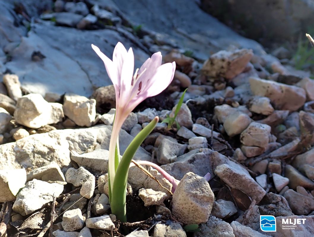 Pročitajte više o članku Istraživanje sisavaca na Mljetu