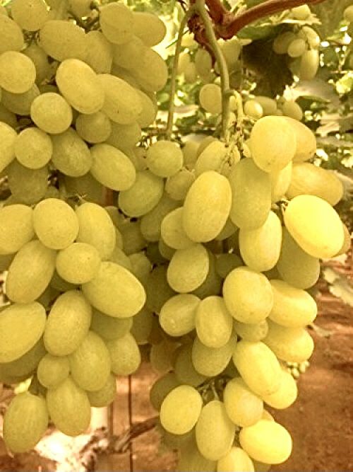 Read more about the article Diliper – a new Mljet autochthonous grape variety