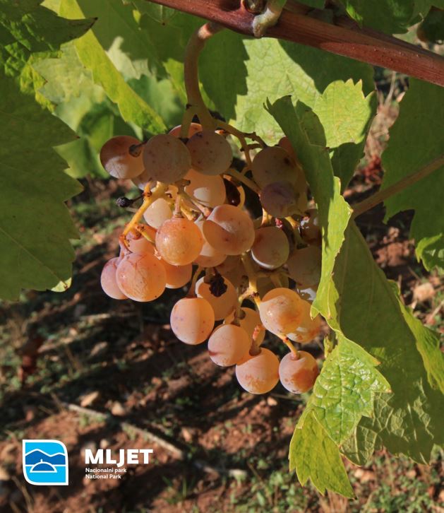 Pročitajte više o članku Javni poziv za dodjelu besplatnih sadnica vinove loze