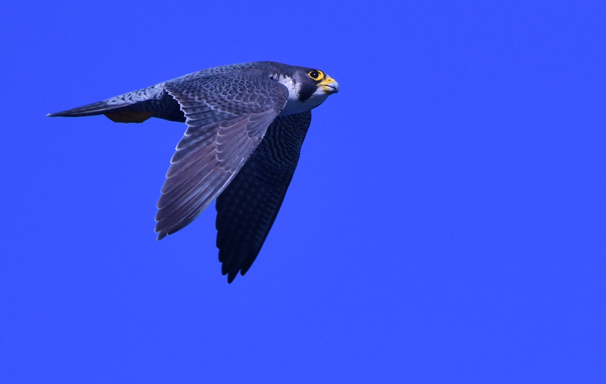 Pročitajte više o članku Obavljen drugi ovogodišnji ornitološki teren