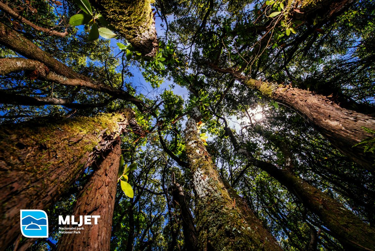 Read more about the article World Forest Day