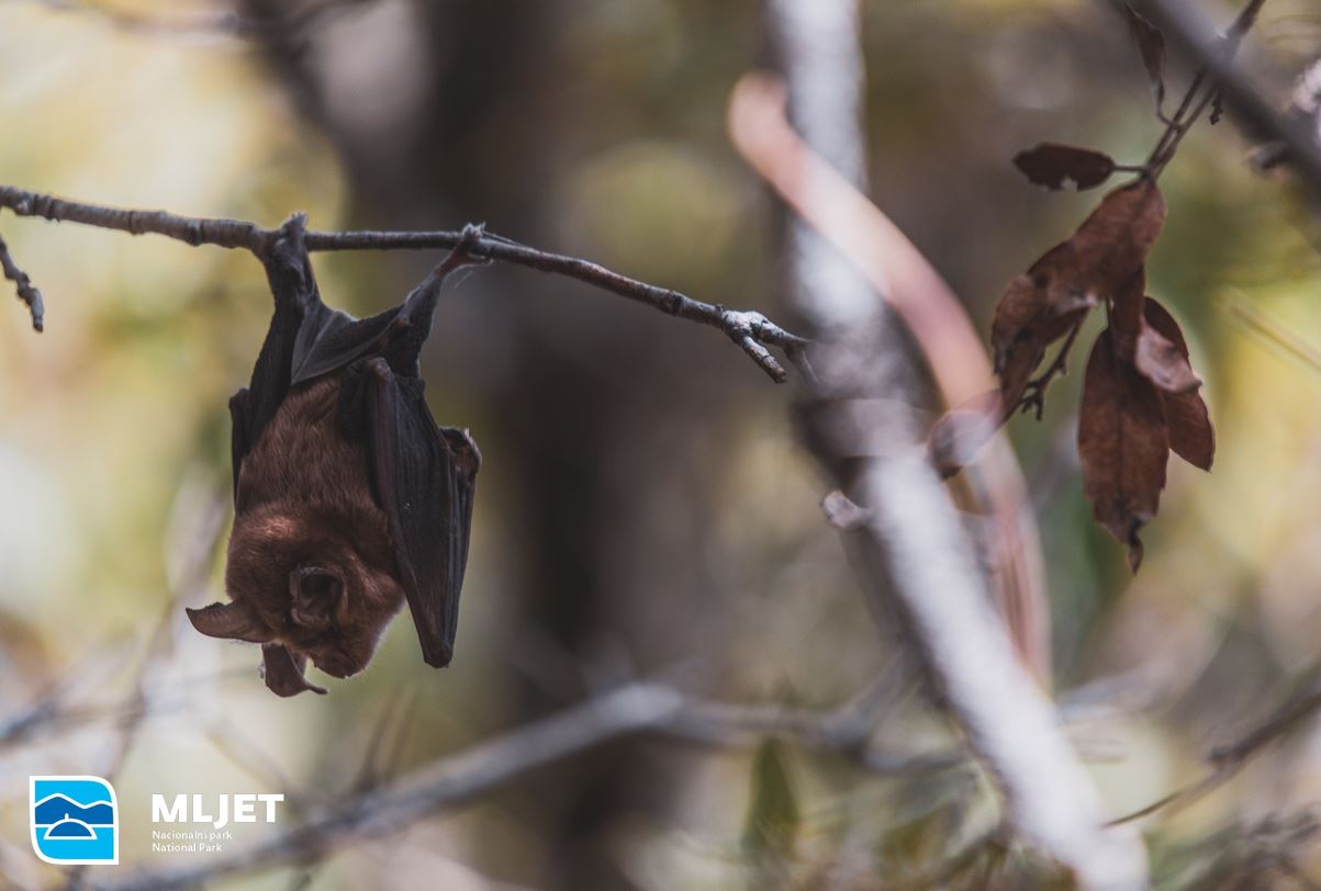 Pročitajte više o članku Međunarodna noć šišmiša