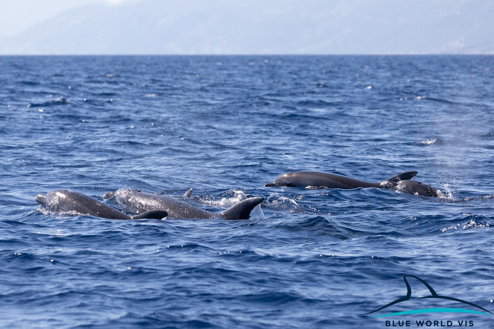 Pročitajte više o članku Istraživanje dupina u NP Mljet