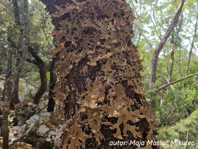 Pročitajte više o članku Terensko istraživanje lišajeva