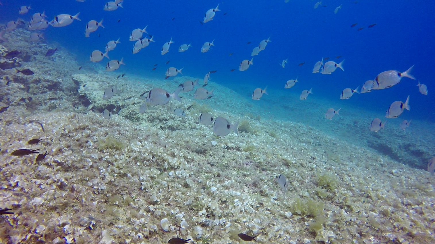 Pročitajte više o članku Istraživanje priobalnih zajednica riba na području akvatorija NP Mljet