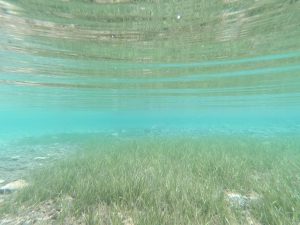 Pročitajte više o članku Provedeno istraživanje podmorja NP Mljet