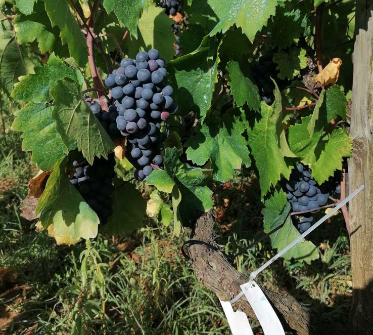 Pročitajte više o članku Javni poziv za iskaz interesa za sadnice mljetskih autohtonih sorti vinove loze za sadnju u 2025. godini