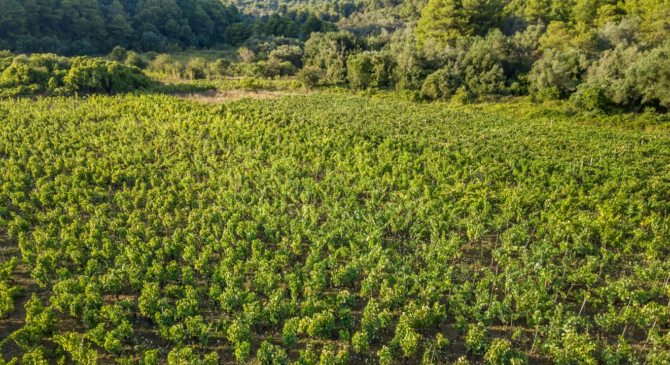 Pročitajte više o članku Isplaćeni poticaji poljoprivrednicima na području NP Mljet