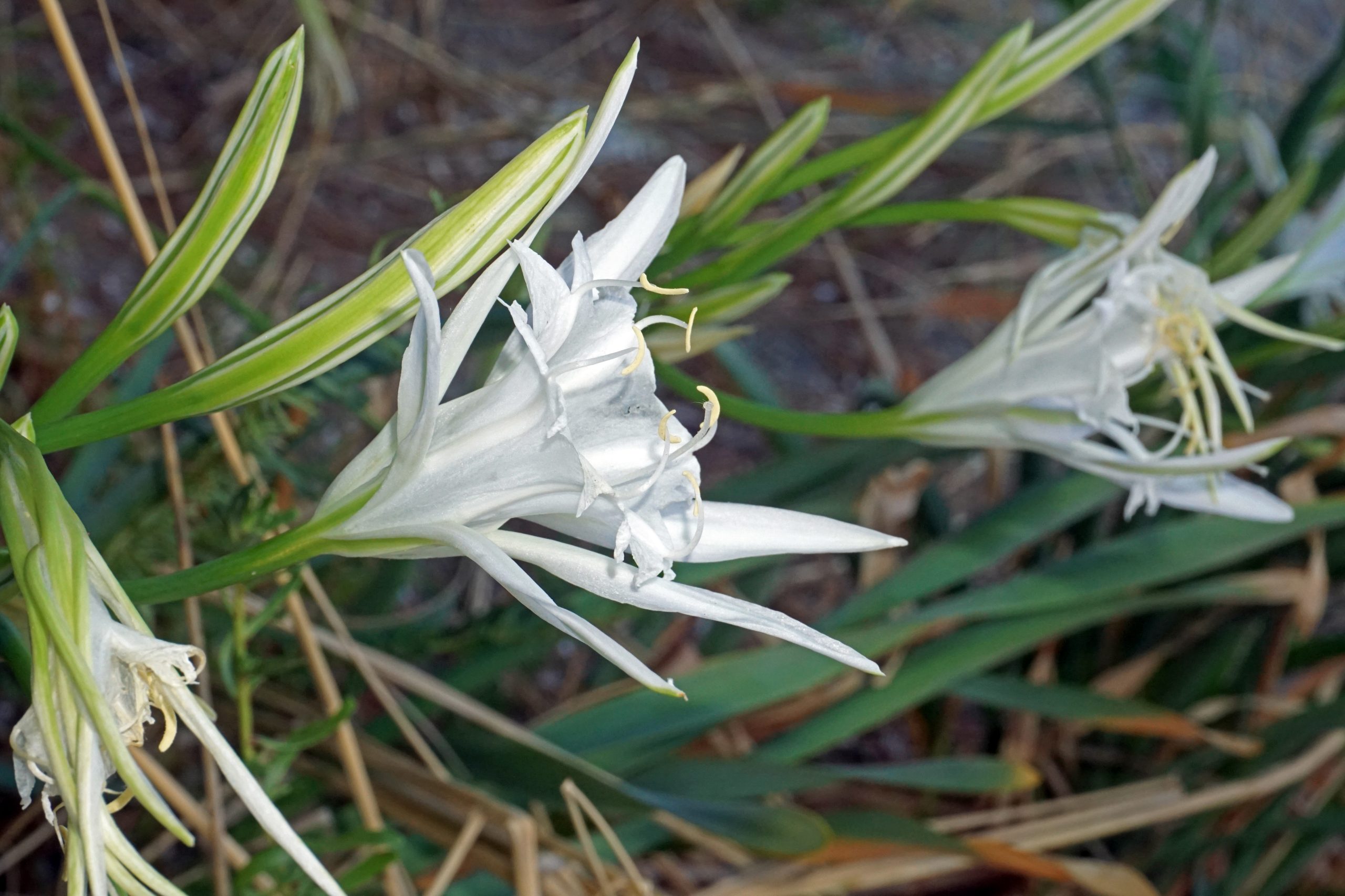 Pročitajte više o članku Svjetski dan divljih vrsta