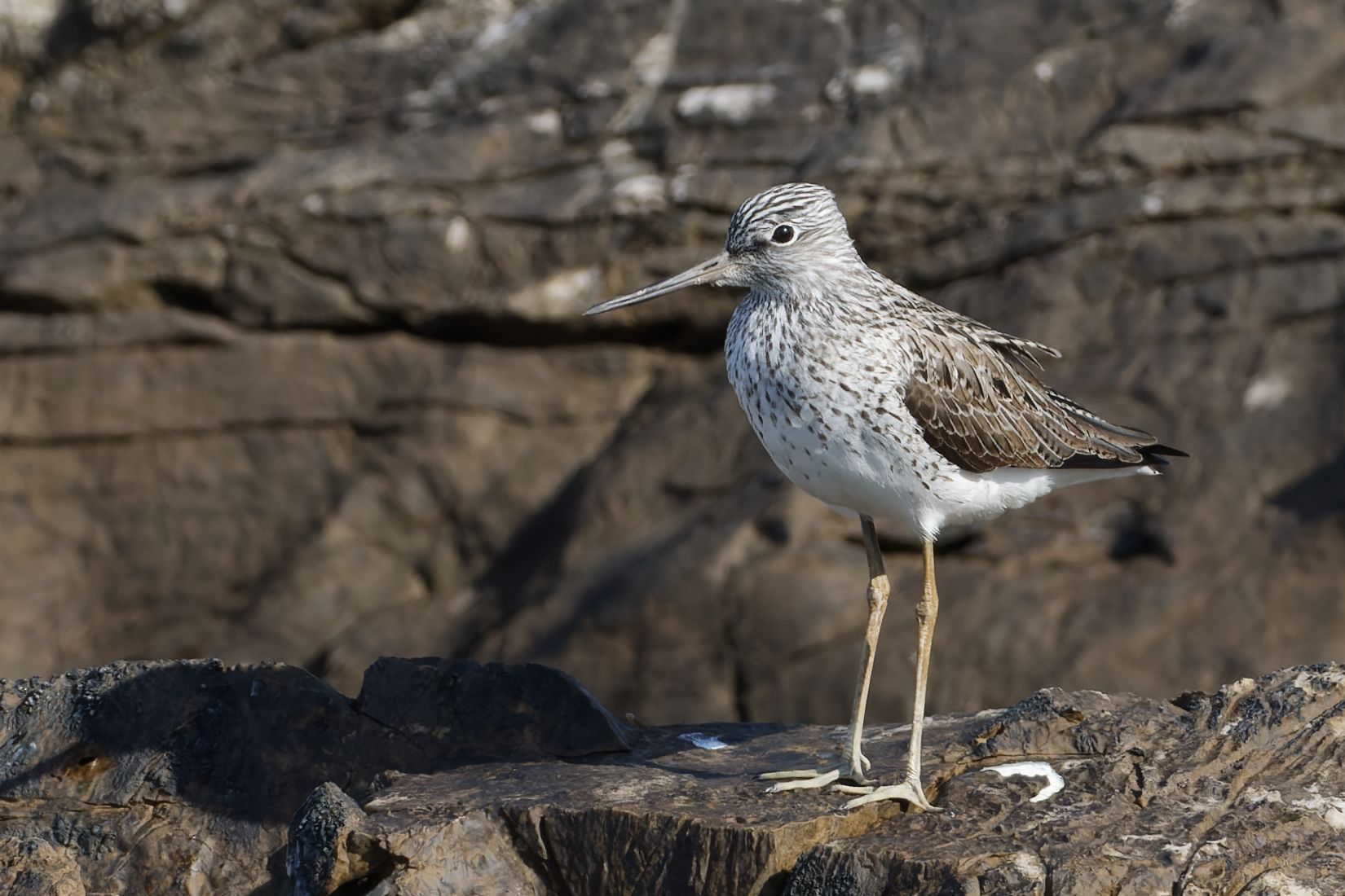 Pročitajte više o članku Odrađen treći ornitološki teren u NP Mljet
