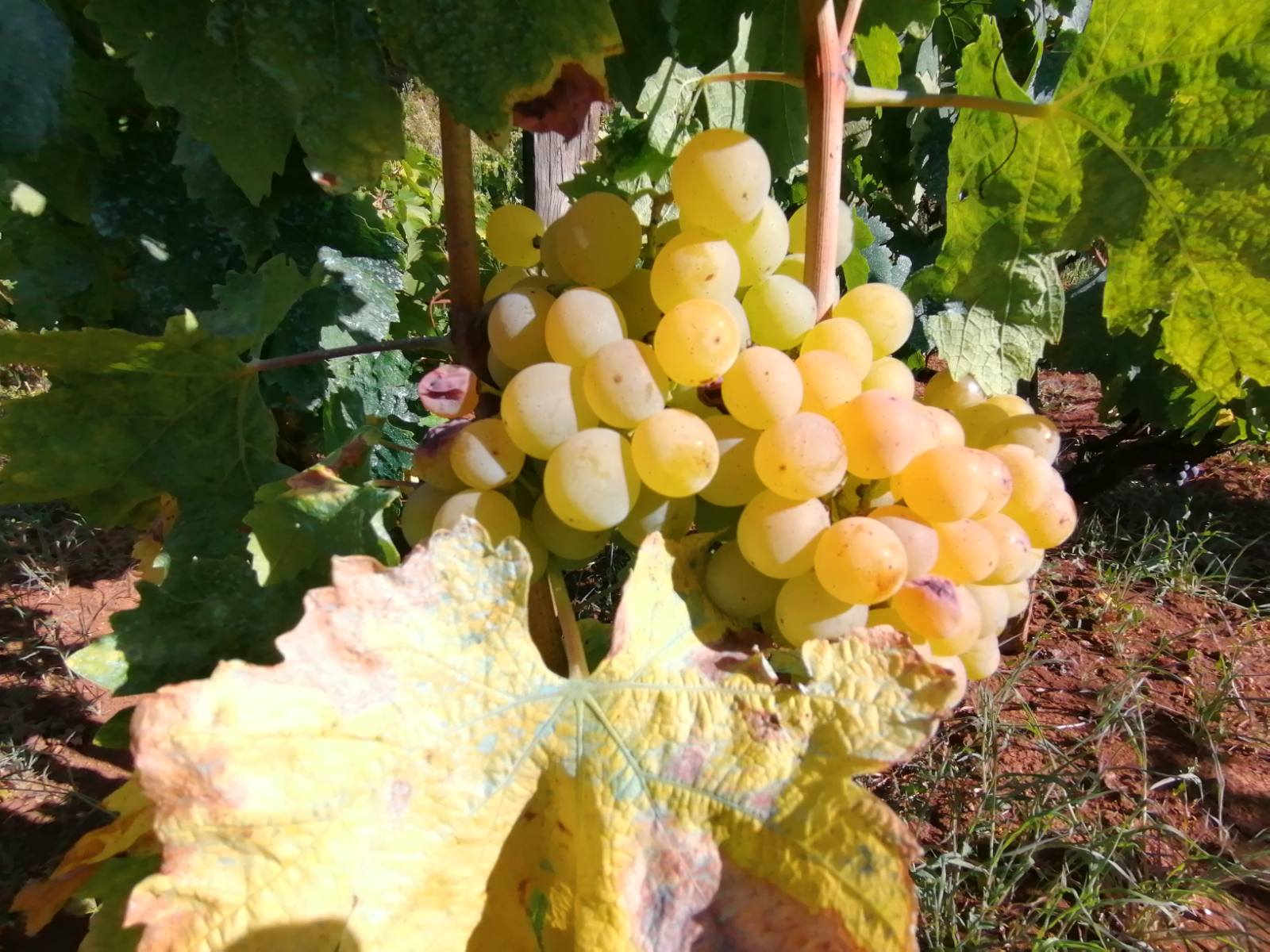 Pročitajte više o članku Poziv na predavanje i edukativno kušanje vina i jakih alkoholnih pića