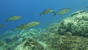 Pročitajte više o članku Poziv na predavanje