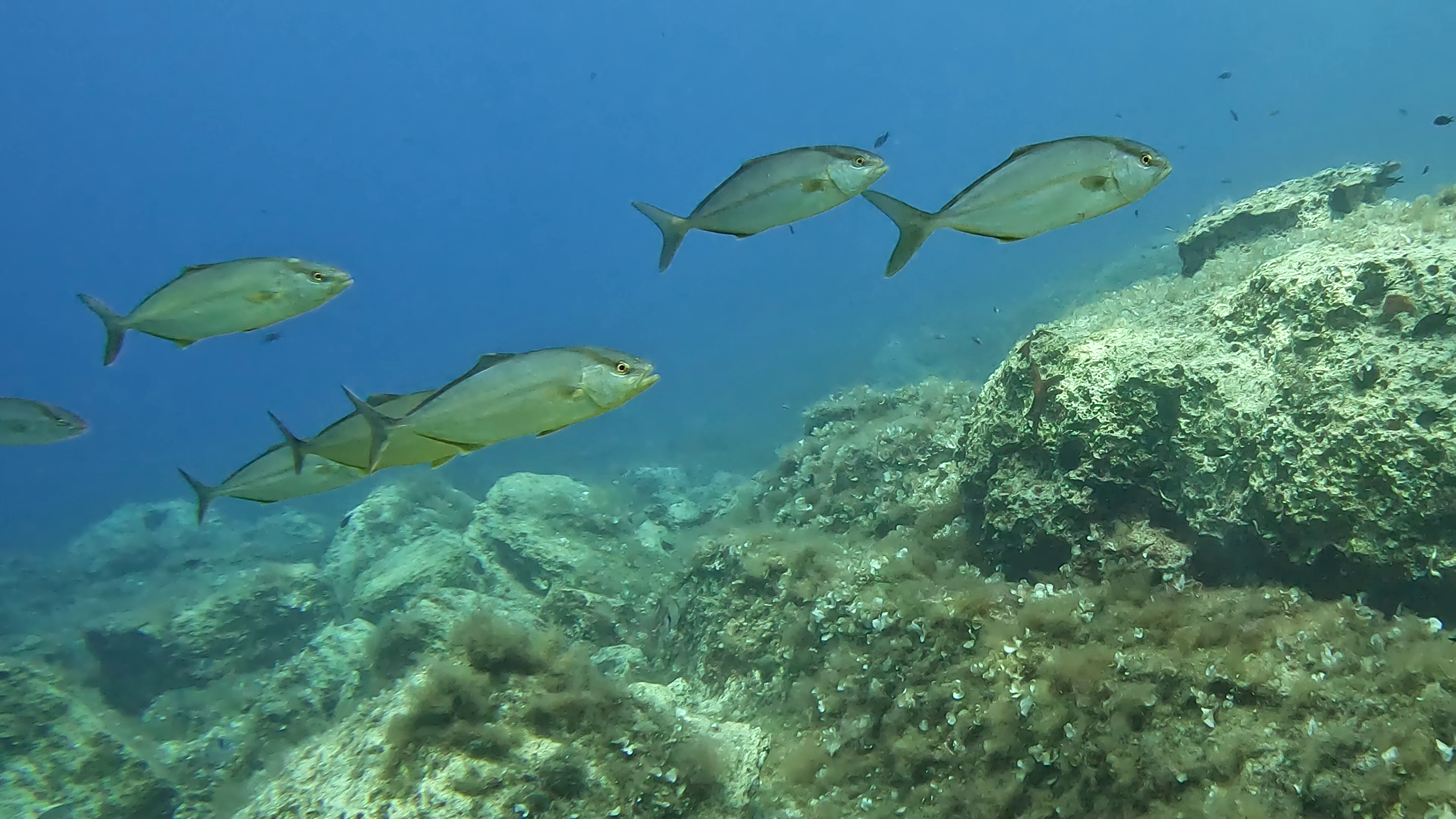 Pročitajte više o članku Poziv na predavanje