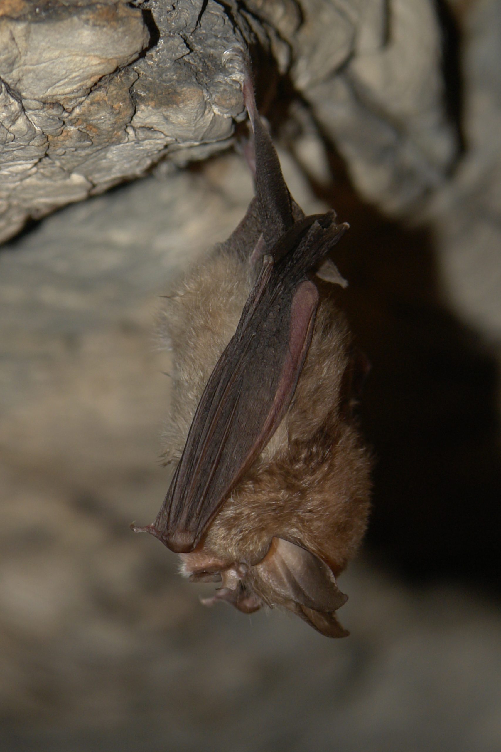 Pročitajte više o članku Međunarodna noć šišmiša