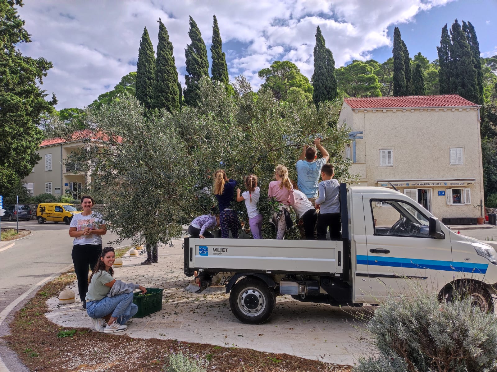 Pročitajte više o članku Tradicionalna berba maslina s učenicima PŠ Goveđari
