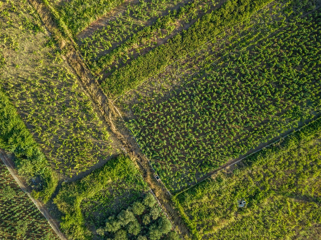 Pročitajte više o članku Javni poziv vlasnicima zemljišta na području NP Mljet za dodjelu ogradnog materijala