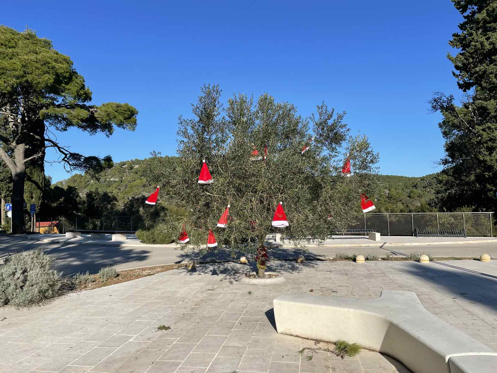 Pročitajte više o članku Tradicionalno kićenje masline s učenicima PŠ Goveđari