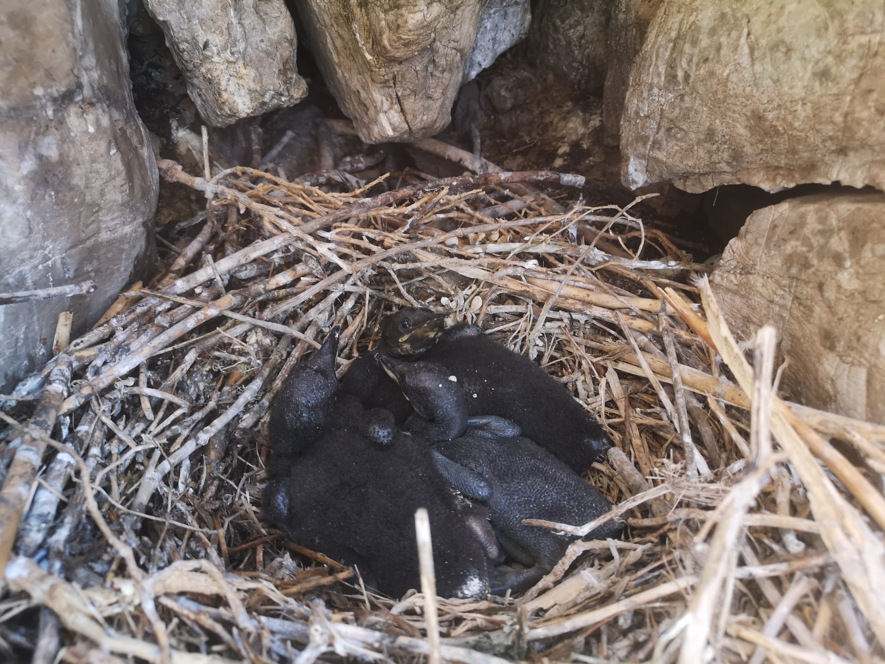 Pročitajte više o članku Drugi ornitološki teren u ovoj godini