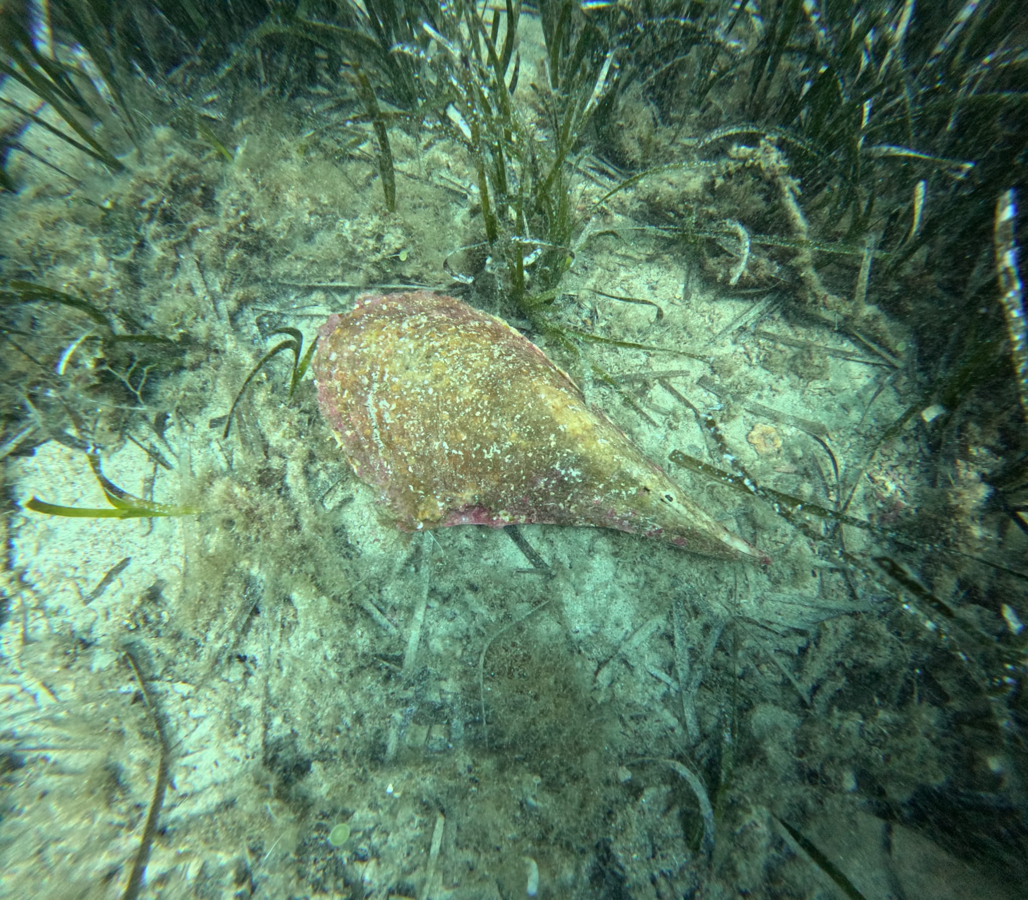 Pročitajte više o članku Projekt očuvanja plemenite periske u Jadranu 