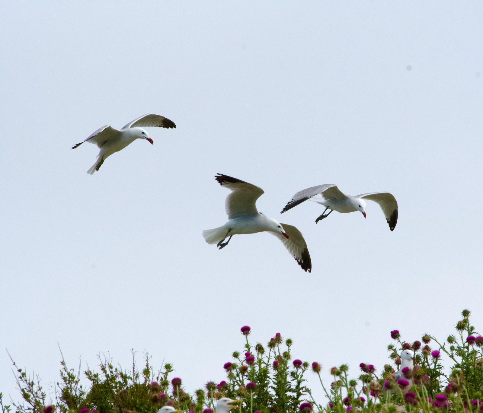 Pročitajte više o članku Ornito teren svibanj 2024.