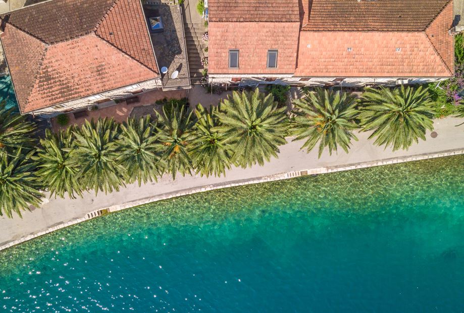 Pročitajte više o članku Javni poziv za cijepljenje palmi protiv crvene palmine pipe