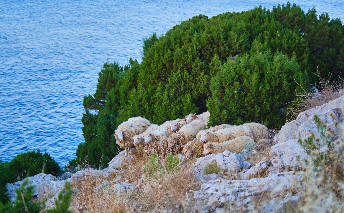 Pročitajte više o članku Javni poziv za dodjelu poticaja stočarima