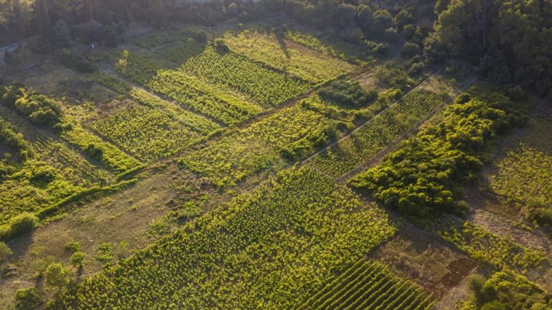 Javni poziv za iskaz interesa za ogradni materijal za ograđivanje maslinika, vinograda i ostalih poljoprivrednih kultura