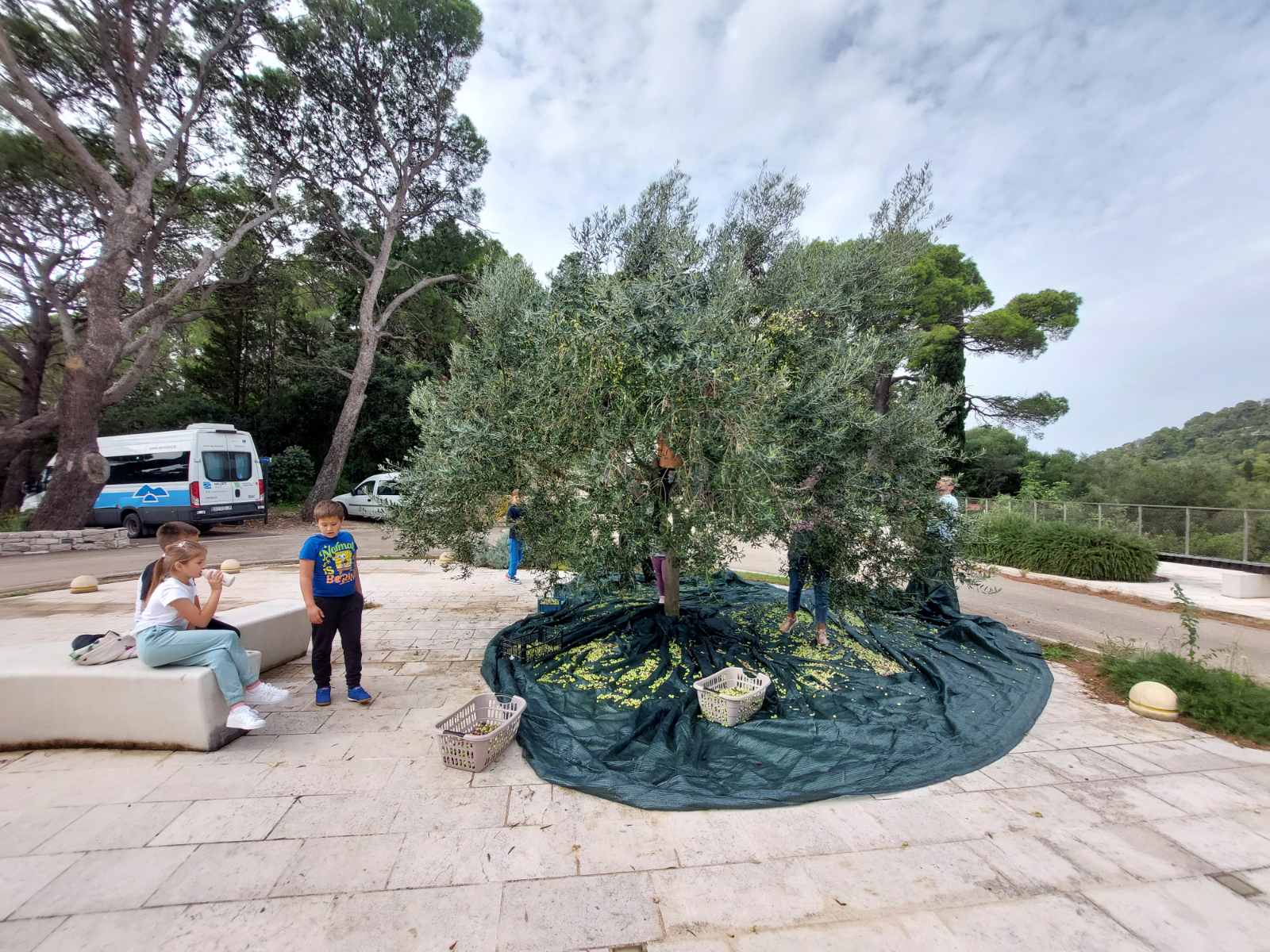 Pročitajte više o članku Tradicionalna berba masline i prerada u uljari „Bizine“