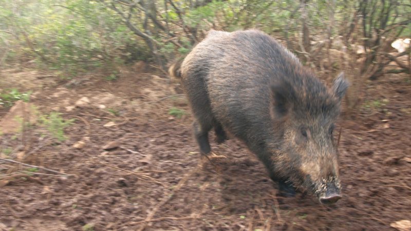 Javni poziv vlasnicima/posjednicima poljoprivrednog zemljišta na području otoka Mljeta za dodjelu repelenata