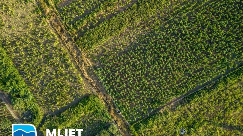 Javni poziv vlasnicima/posjednicima poljoprivrednog zemljišta na području otoka Mljeta za dodjelu sadnog materijala – sadnica autohtonih sorti vinove loze