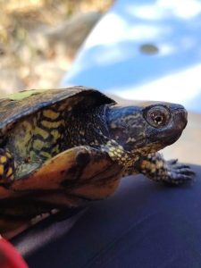 Pročitajte više o članku Terensko istraživanje barske kornjače na Mljetu: Suradnja za očuvanje prirode