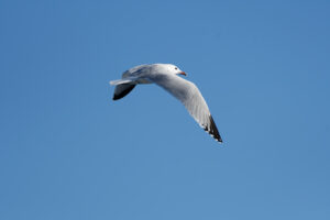 Pročitajte više o članku Međunarodno zimsko prebrojavanje ptica vodarica (IWC) sedmi put na Mljetu