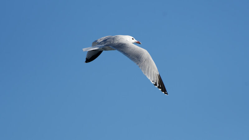 Međunarodno zimsko prebrojavanje ptica vodarica (IWC) sedmi put na Mljetu