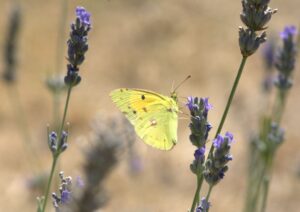 Pročitajte više o članku Svjetski dan divljih vrsta