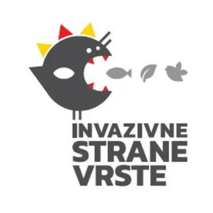 Pročitajte više o članku Uklanjanje malog indijskog mungosa (Herpestes javanicus auropunctatus) s nenaseljenih otočića Kobrava, Tajnik i Moračnik u Nacionalnom parku Mljet